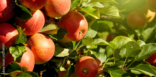 Fotografie, Obraz outdoor shot containing a bunch of red apples on a branch ready