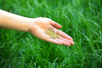 Canvas Print - Wheat grain in female hand on green grass background