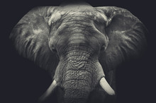 Elephant Close Up. Monochrome Portrait