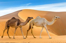 Camels Walking Through A Desert, Taken In The Liwa Oasis, Abu Dhabi Area, United Arab Emirates