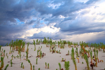 Sticker - Nullarbor coastal landscape