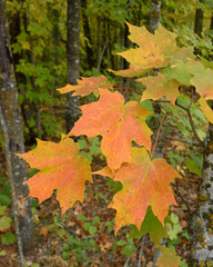 Wall Mural - Sugar Maple (Acer saccharum) with Colorful Fall Leaves