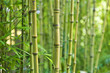 canvas print picture Green bamboo nature backgrounds