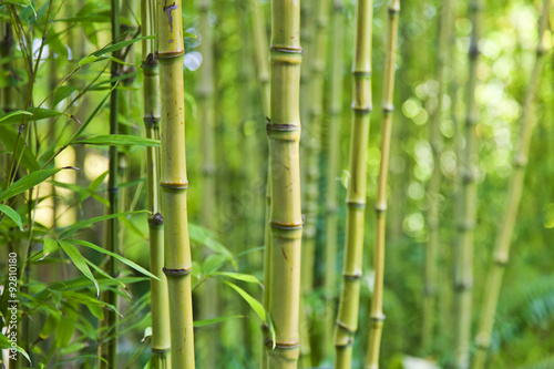 Nowoczesny obraz na płótnie Green bamboo nature backgrounds