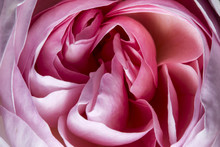 Pink Rose In The Detail