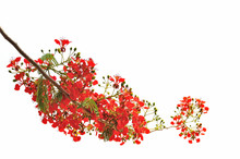 Flame Tree Or Peacock  Flower On White Background