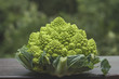 romanesco broccoli with logarithmic spirals with fibonacci numbe