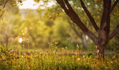 sunset in the garden and Luxury bokeh