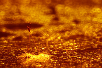 blurred bokeh abstract orange background