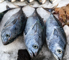 Frozen Tuna Fish Ice Sea Market
