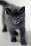 Fototapeta Koty - Katzenbaby grau blaue Augen