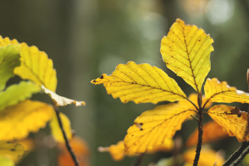 detail of beech tree leaves in autumn