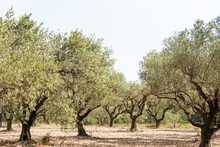 Olive Grove In Sunny Southern Europe