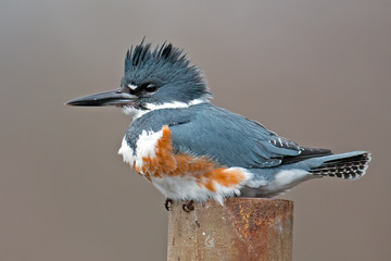 female belted kingfisher