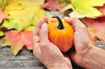 Sticker - Small pumpkin in the hands on background autumn leaves