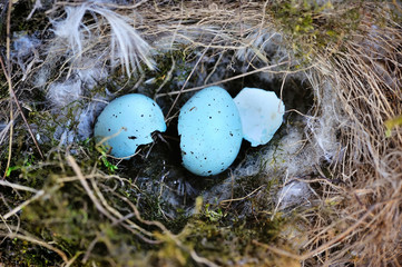 Wall Mural - The Nest of bird with blue eggshell