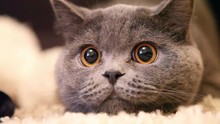 Cat With Big Eyes