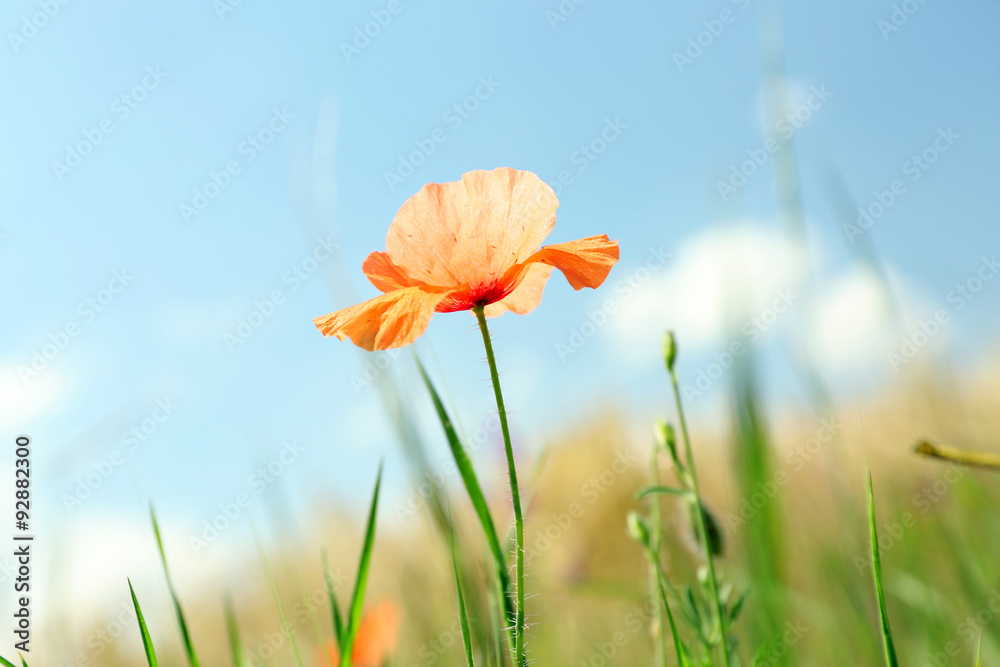 Beautiful small poppy on blue sky background