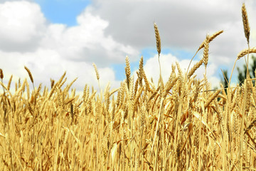 Poster - Beautiful summer field