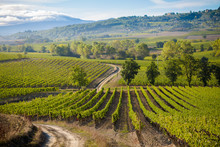 Beautiful Autumn Tuscany Vineyards View