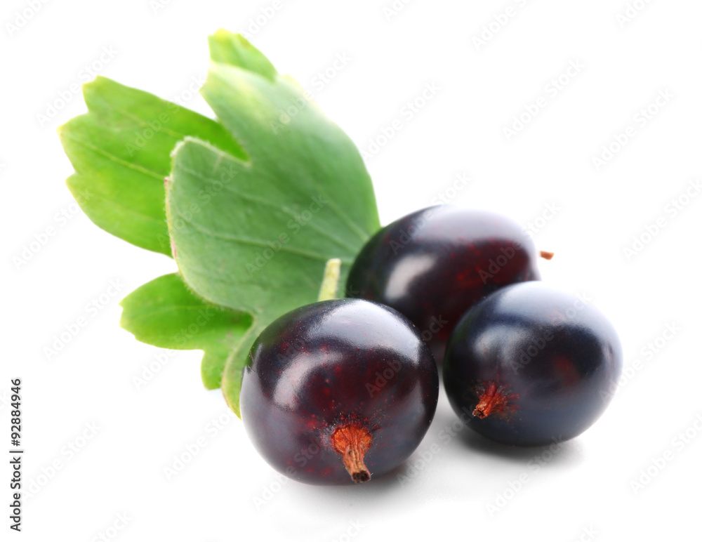 Wild black currant with green leaves isolated on white
