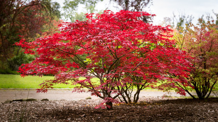 Autumn maple tree background