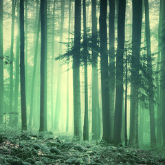 Wall Mural - Magical yellow green saturated foggy forest trees landscape. Color filter effect used. Picture was taken in south east Slovenia, Europe.