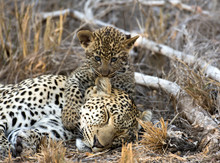 Female Leopard And Cub