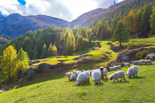 Valais Blacknose Sheep In  Alps