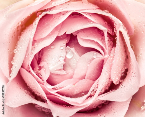 Fototapeta na wymiar close-up of fresh rose flower