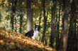 © Anna Averianova - Dog breed Border Collie walking in autumn park