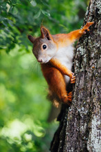 Squirrel On A Tree, Green Bokeh Background
