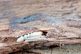 Fototapeta  - little woodworm