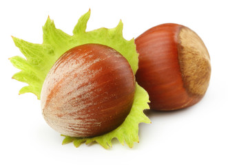 Forest nuts hazelnuts 