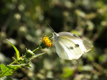 White Butterfly On The Yellow Bud #4