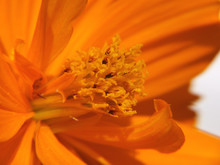 Orange Cosmos Close Up #3