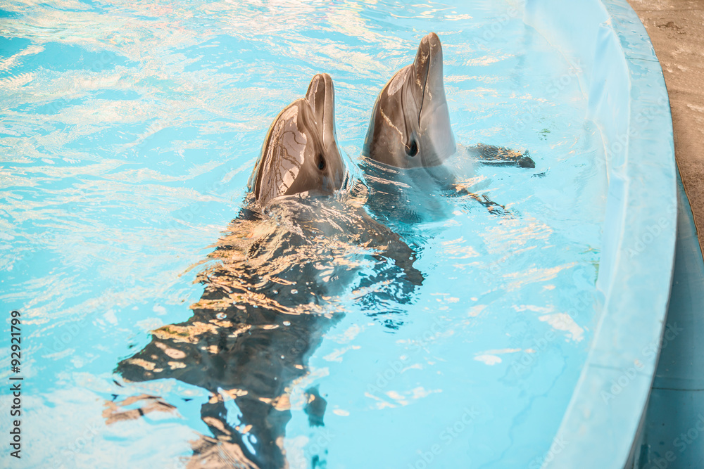 Obraz na płótnie Two dolphin in basin of oceanarium w salonie