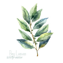 Watercolor Bay Leaf.