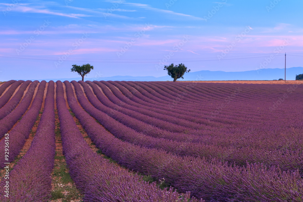 Beautiful fragrant lavender fields - obrazy, fototapety, plakaty 