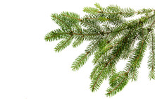 Fir Tree Branch On A White Background.
