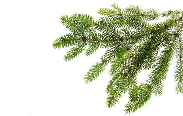 fir tree branch on a white background.