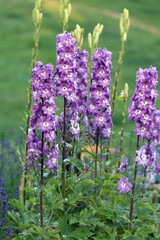 Wall Mural - Purple Delphinium Flower in Garden