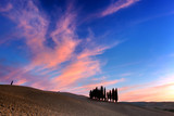 Fototapeta  - Cypress trees on the field in Tuscany, Italy at sunset.