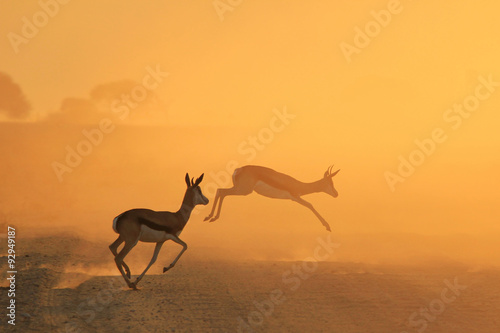 Obraz Dibond Springbok Antelope - Golden Sunset Wildlife Silhouettes