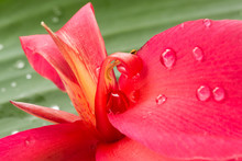 Canna Flower With Rain Drops