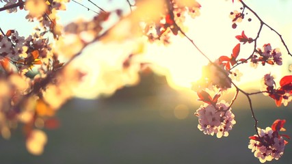 Sticker - Sakura spring flowers. Beautiful nature scene with blooming sakura tree 