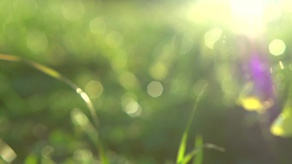 Poster - Nature background. Beautiful sun shine through the green fresh grass