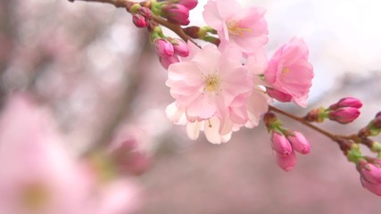 Fotomurales - Japanese garden. Beautiful blooming sakura trees with flowers over mountains
