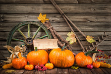 Thanksgiving Autumnal Still Life With Pumpkins