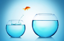 Goldfish Jumping From Glass Aquarium, On Blue Background